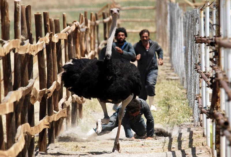 The song of sparrows